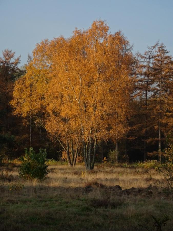Veluwe Park Reewold Chalet Vision Putten Exterior foto